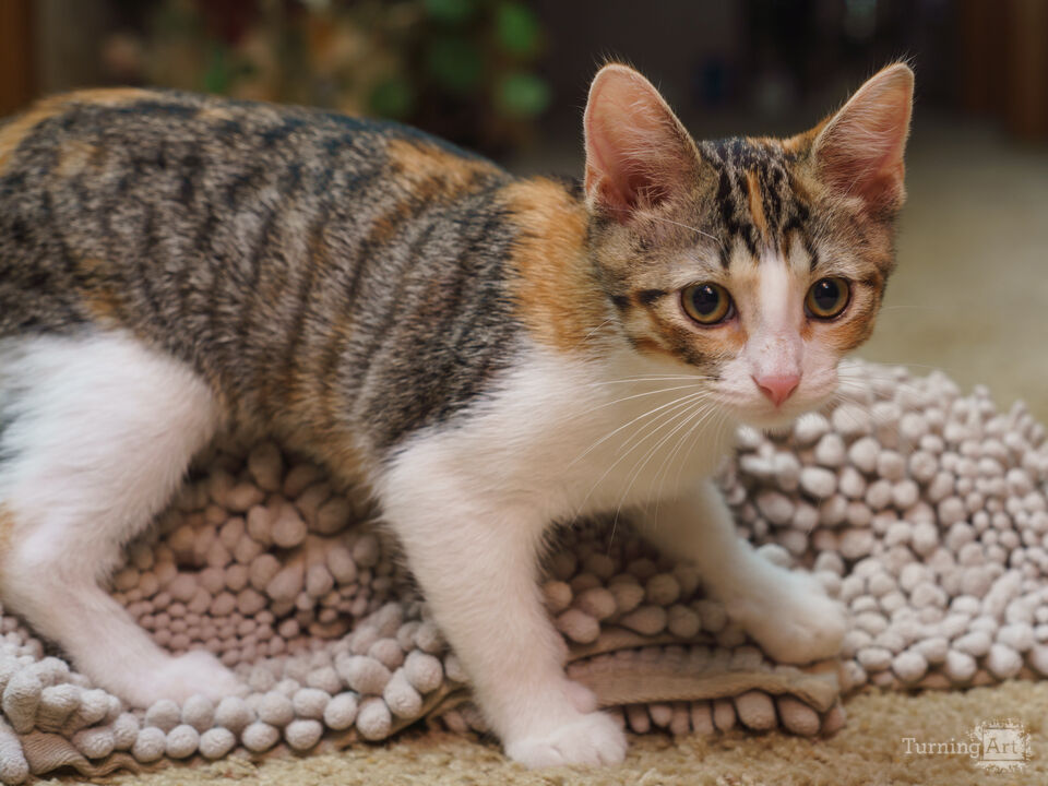 Kitten Rug Mischief