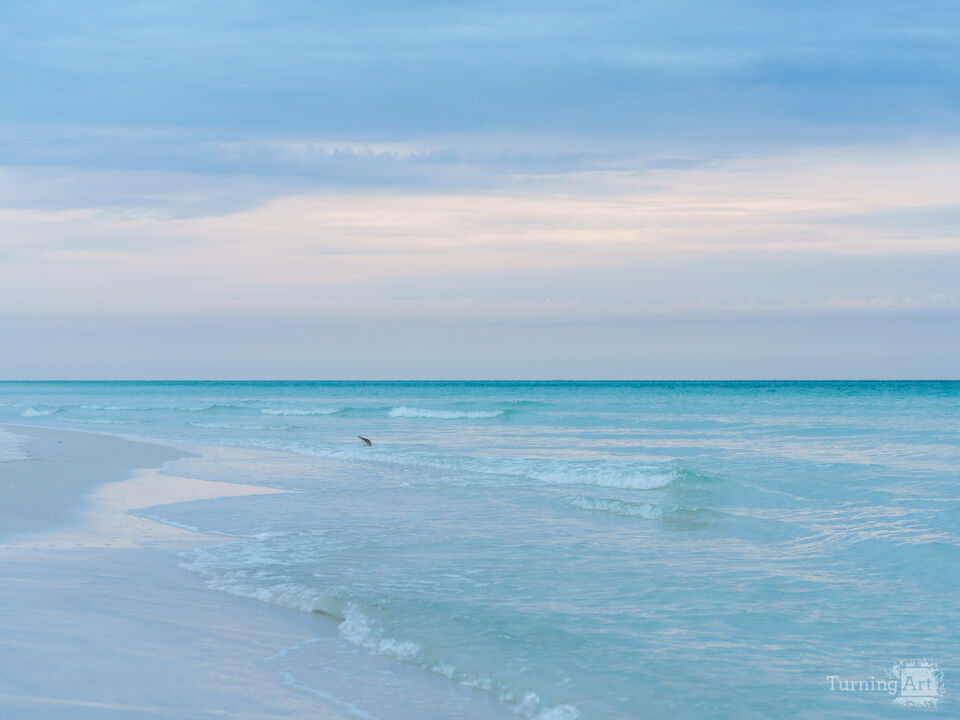 Sandpiper Diving In Destin Florida