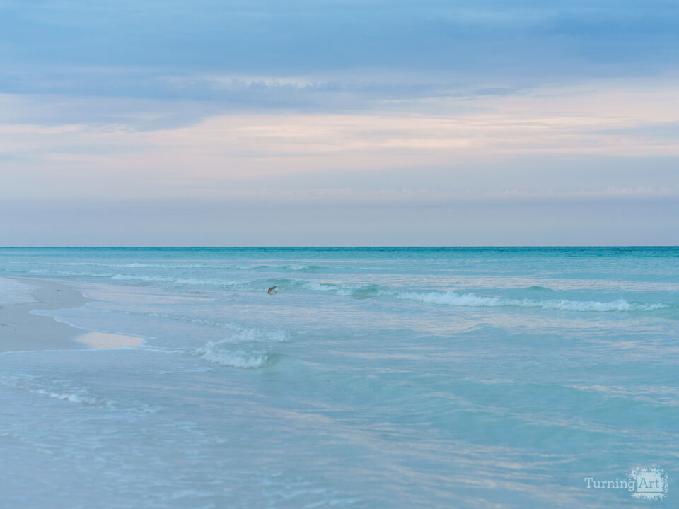 Sandpipers Morning Dive Destin