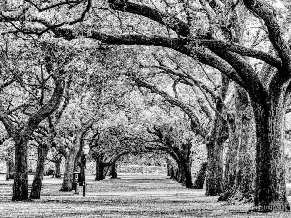 White Point Garden Grayscale