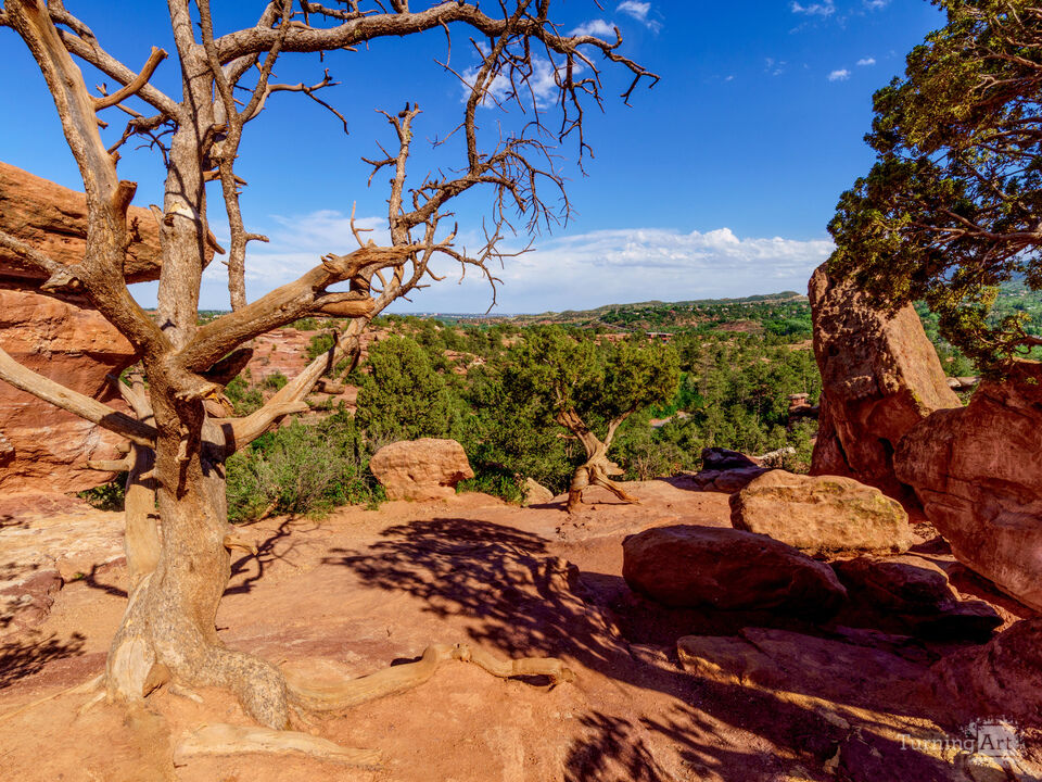 Twisted Wonder Near Balanced Rock Colorado