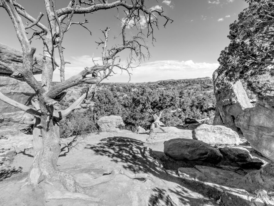 Twisted Wonder Near Balanced Rock CO Grayscale