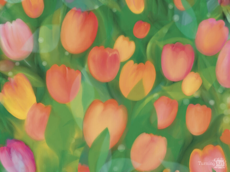 Tulips
