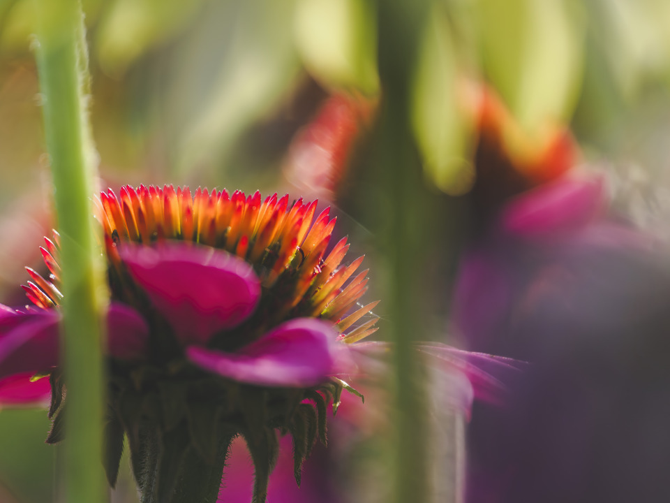 In the Light of Summer