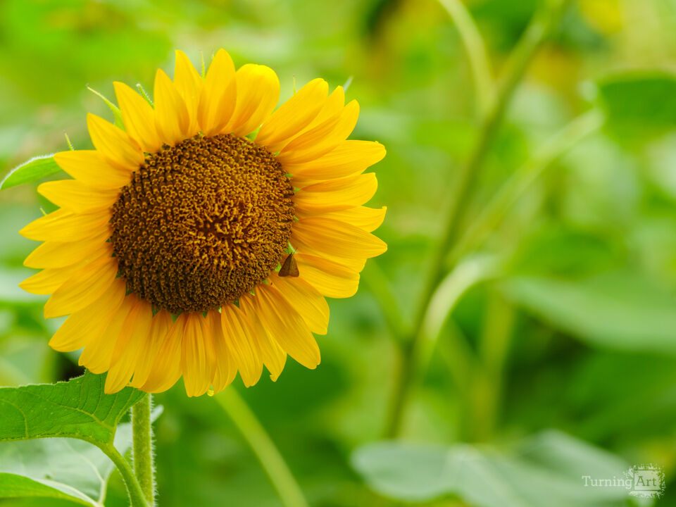 Moth On A Golden Sunflower