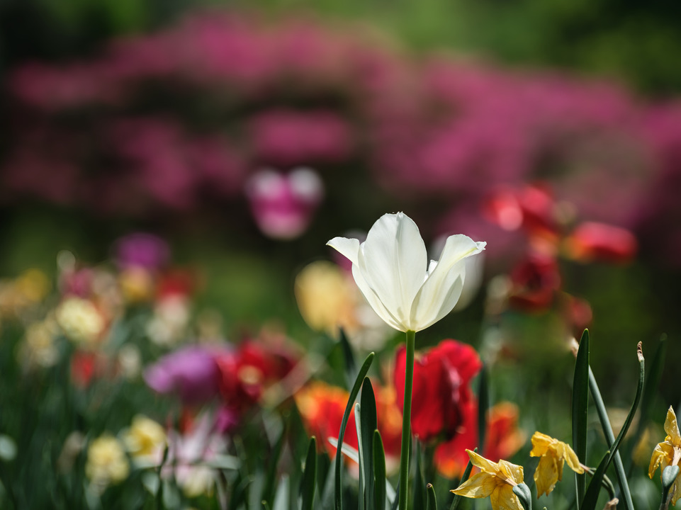 Springtime Blooms I