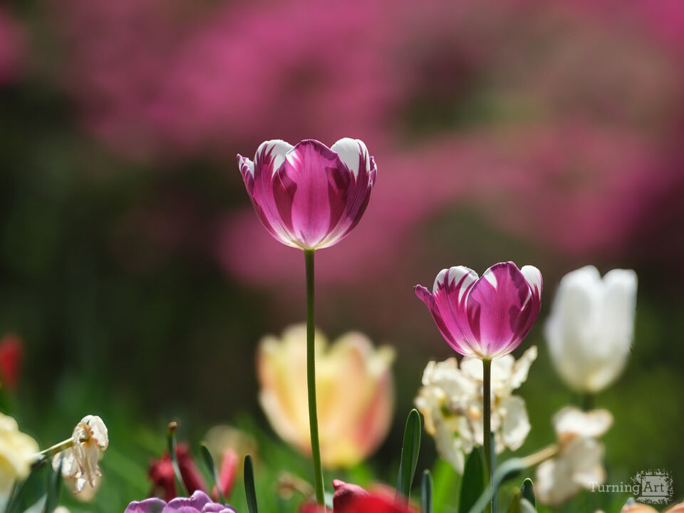 Springtime Blooms II