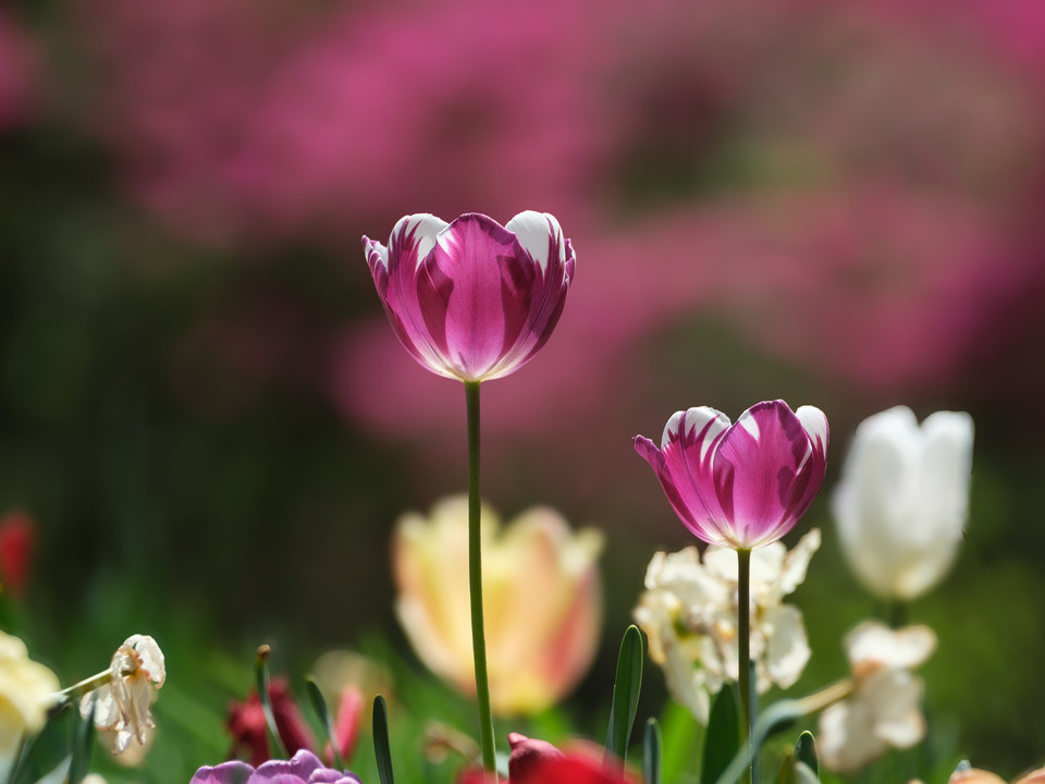 Springtime Blooms II