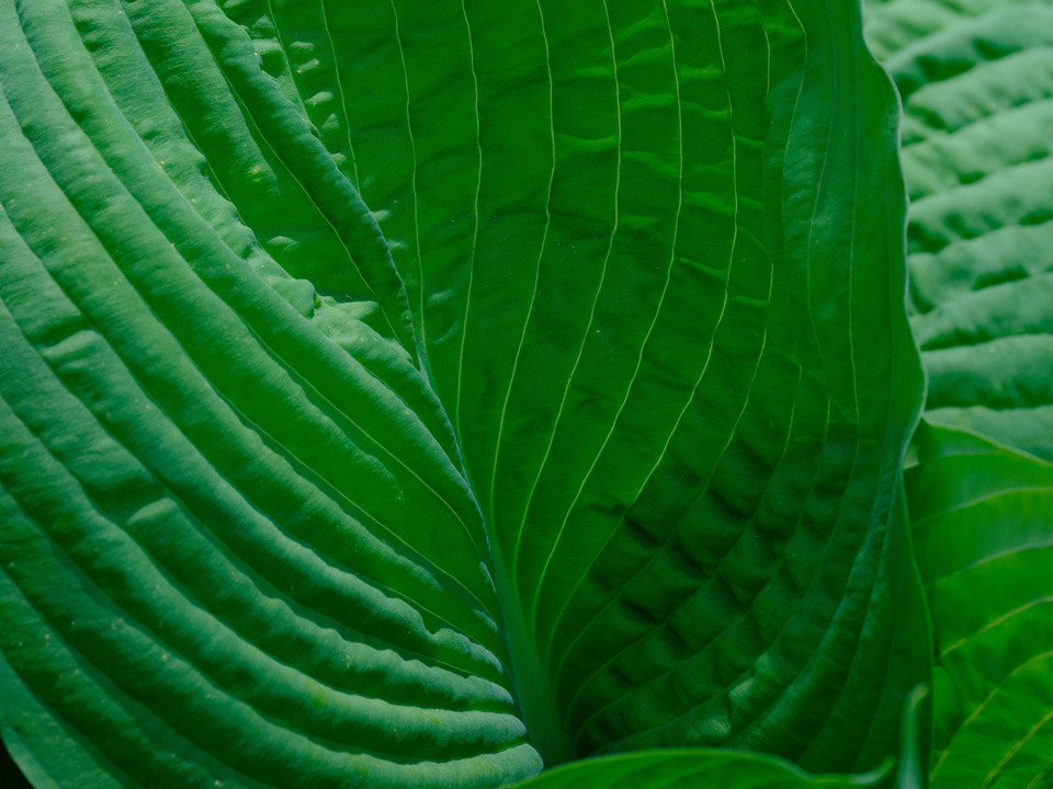 Veins in a Broad leaf Hosta