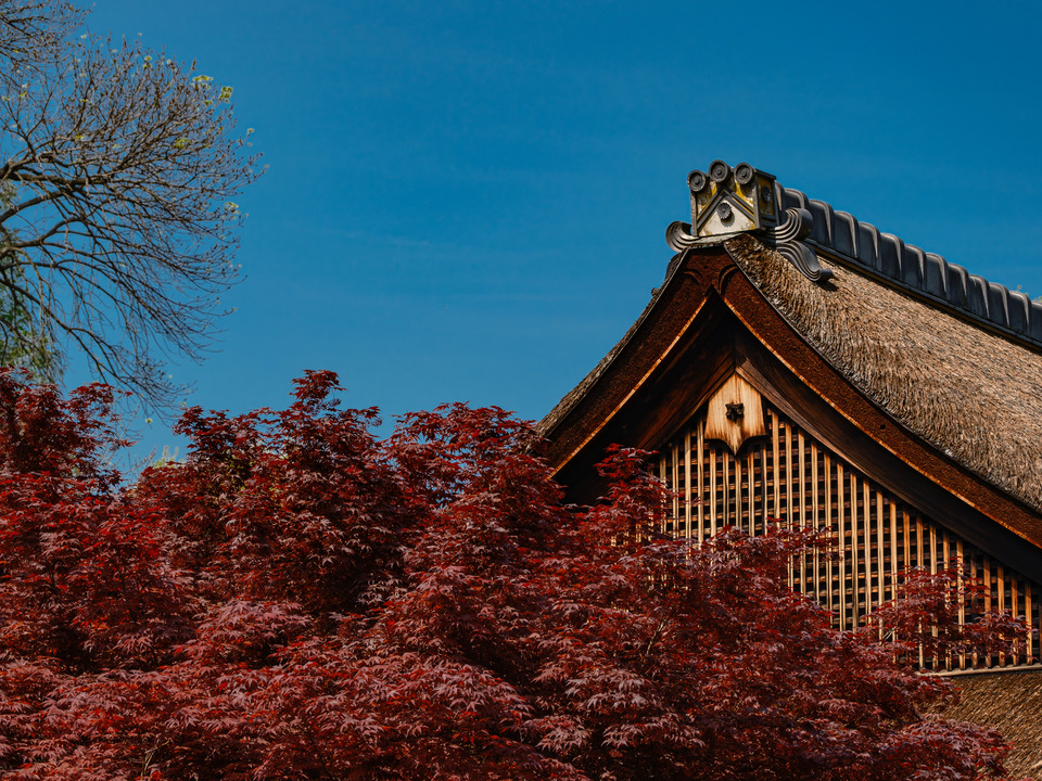 Japanese Tree and the Shofuso Teahouse