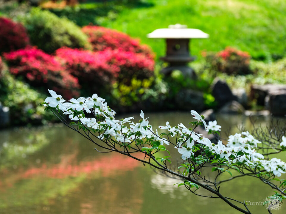 Springtime At the Koi Pond