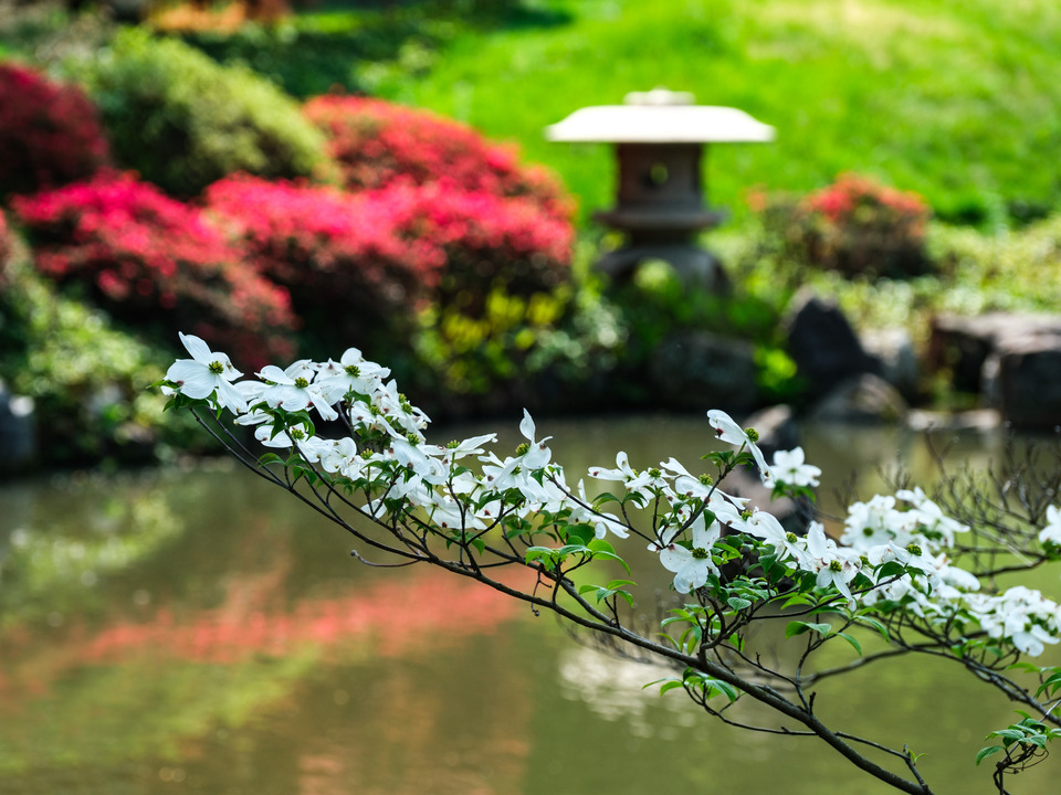 Springtime At the Koi Pond