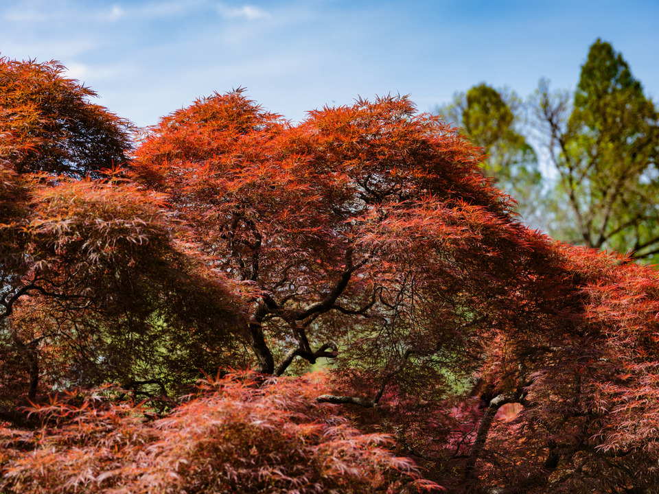 Japanese arbors at the Shofuso Japanese Teahouse