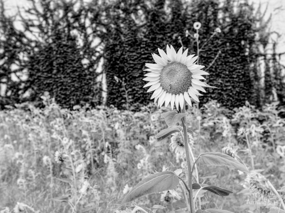 Bee On A Sunflower In The City Grayscale