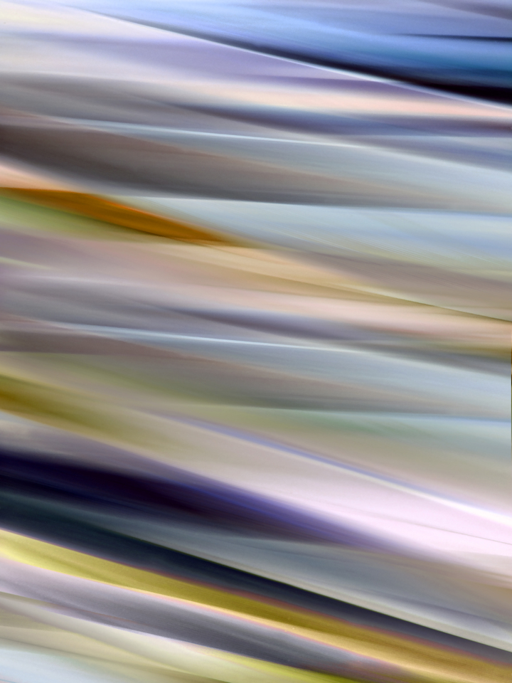 Botanical Colorful D