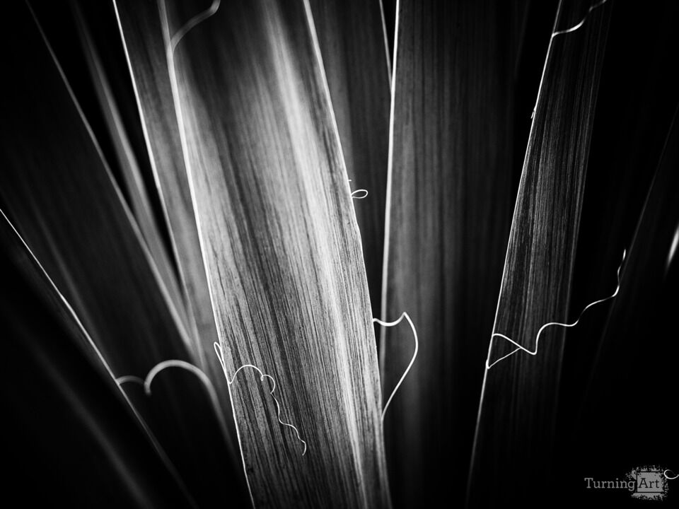 Adam's Needle in Black and White