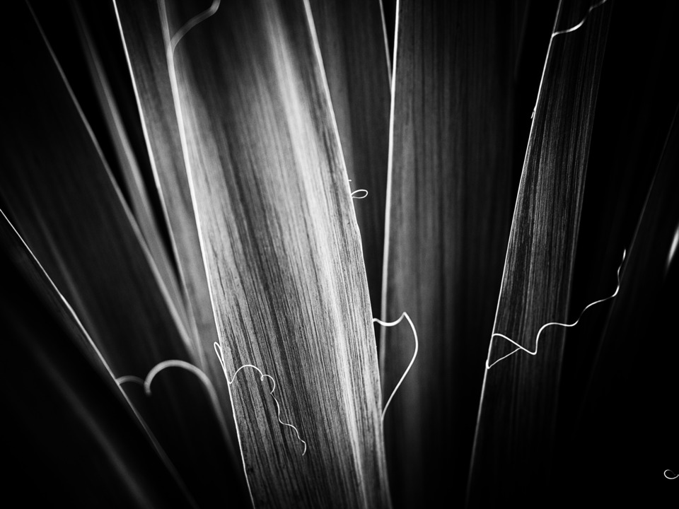Adam's Needle in Black and White