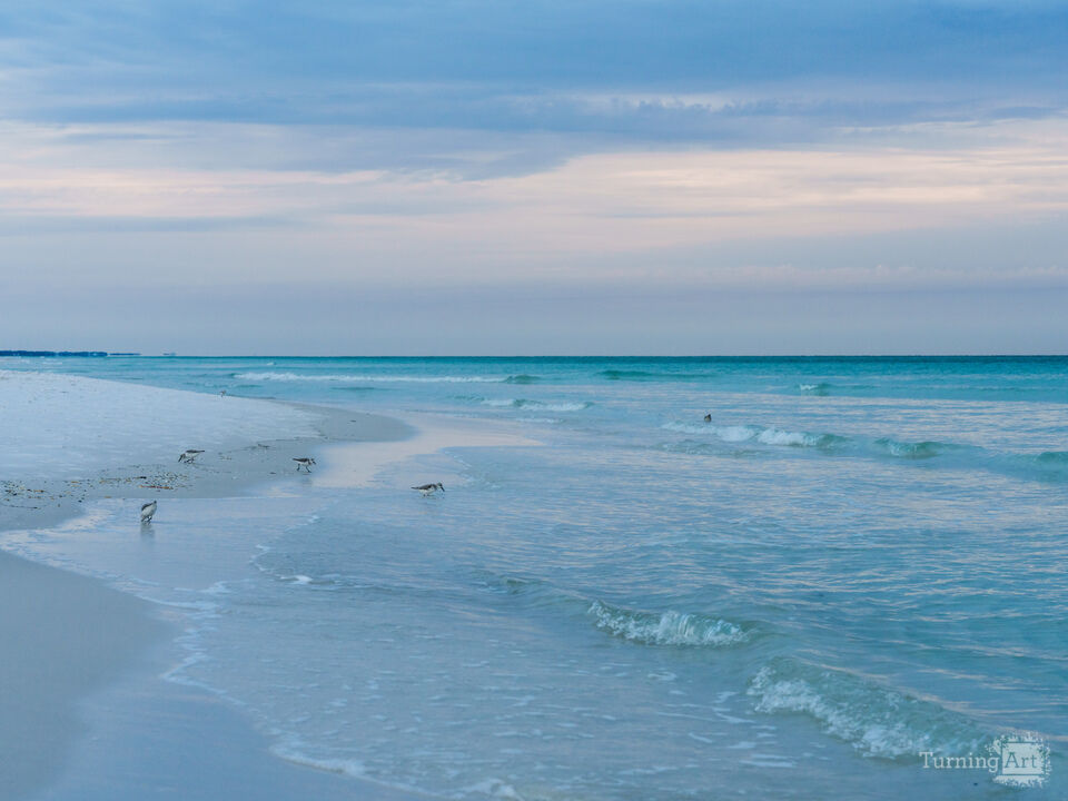 Sandpipers At Dawn Along Gulf In Destin