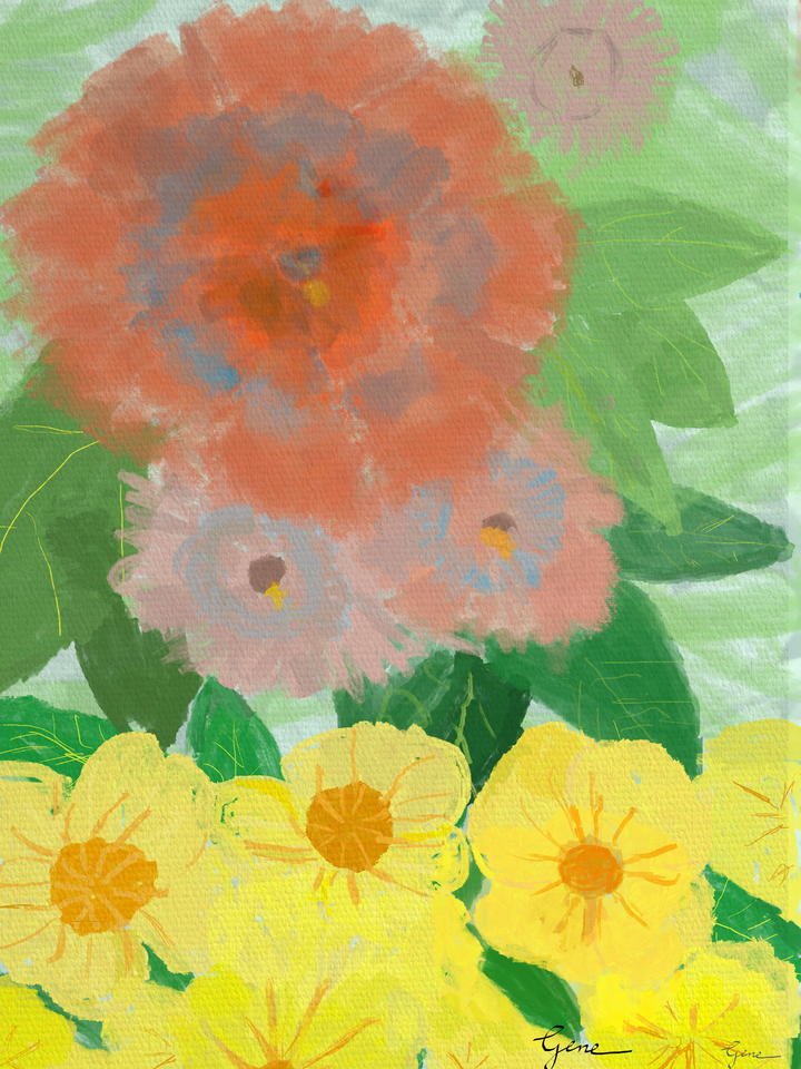 Hibiscus Primrose