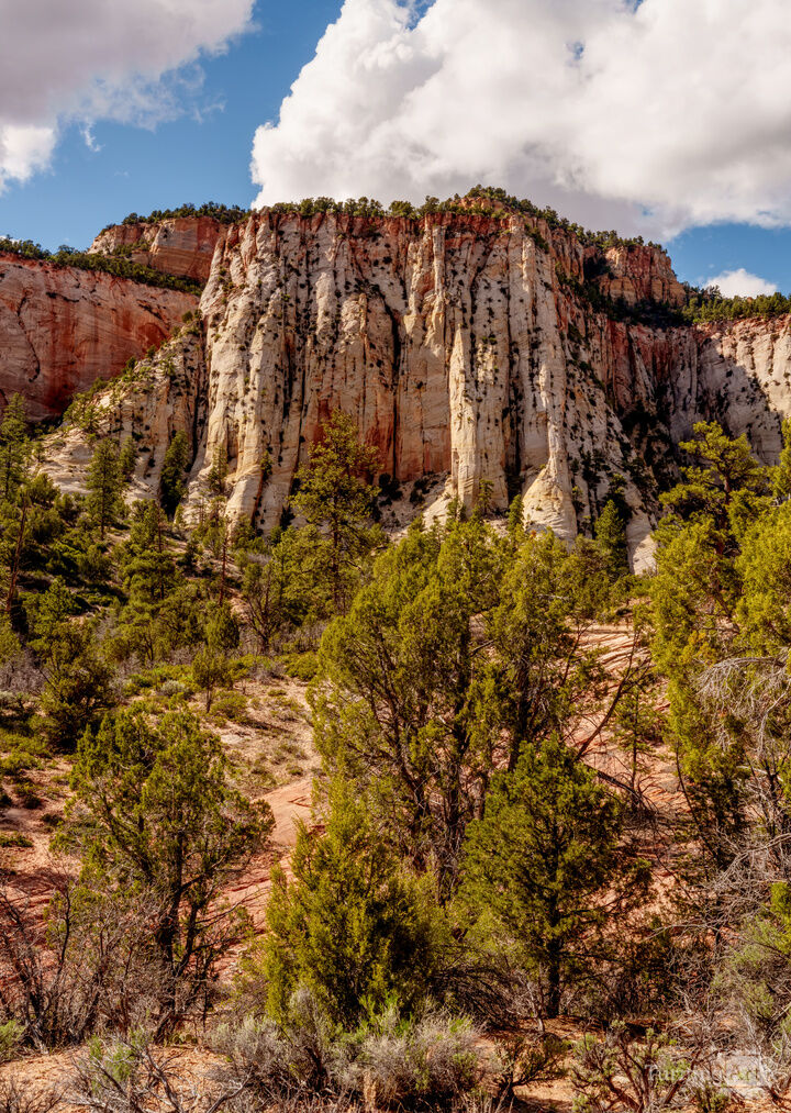 Zion Cream Cliffs and Desert Pines