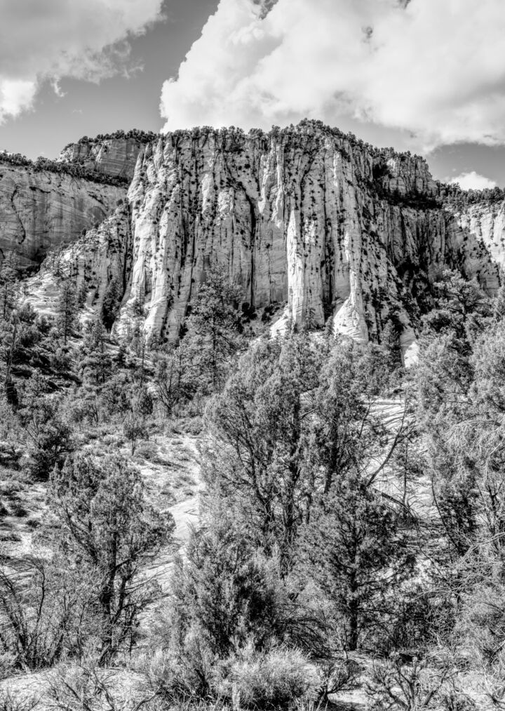 Zion Cream Cliffs and Desert Pines Grayscale