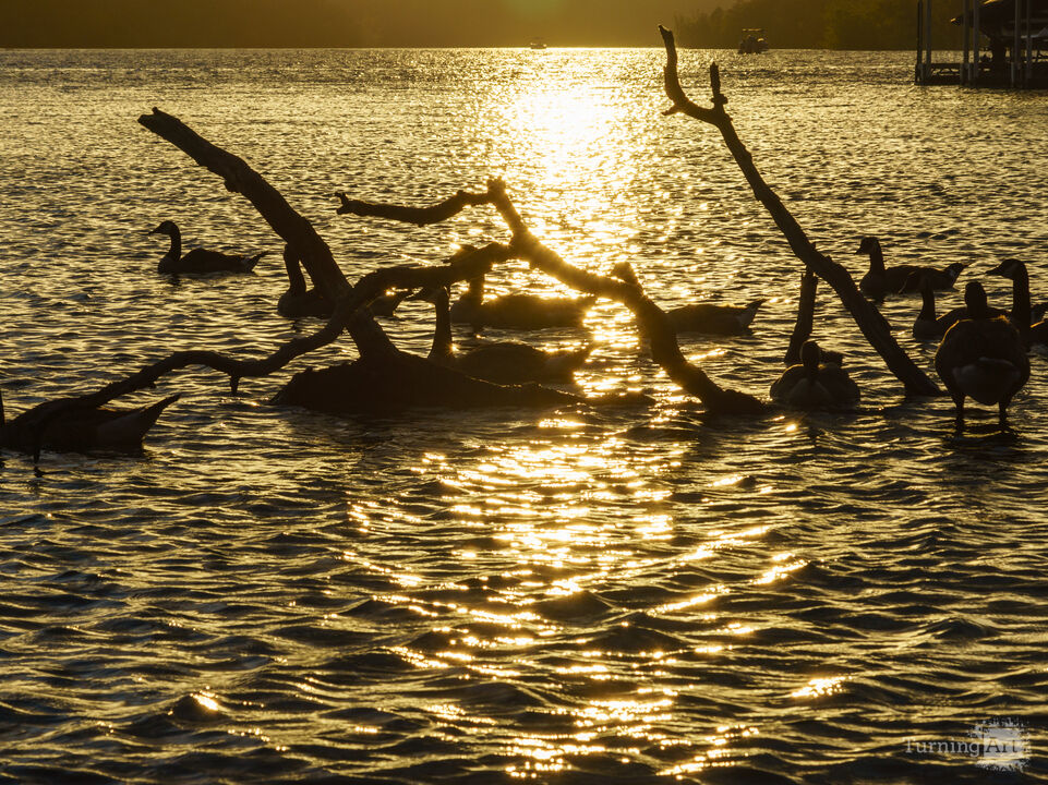 Geese Swimming Around Tree Remains
