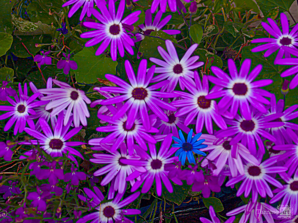 Purple Daisies