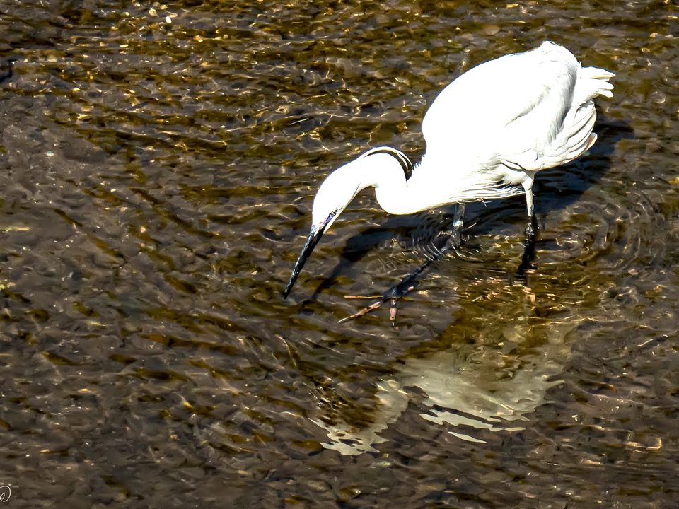 Little Egret