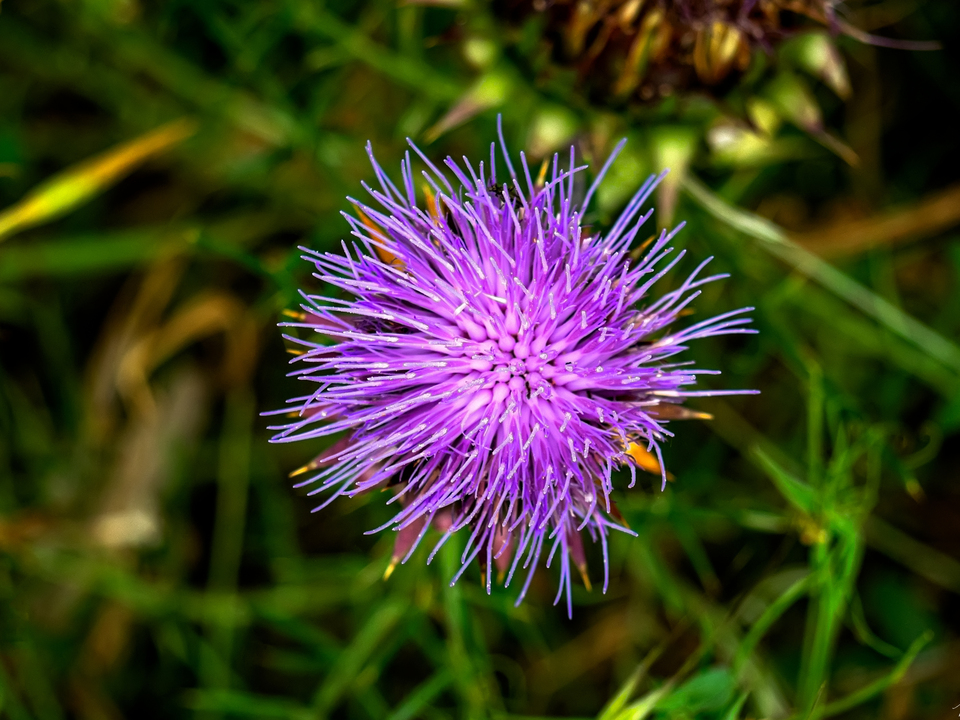 Purple Thistle
