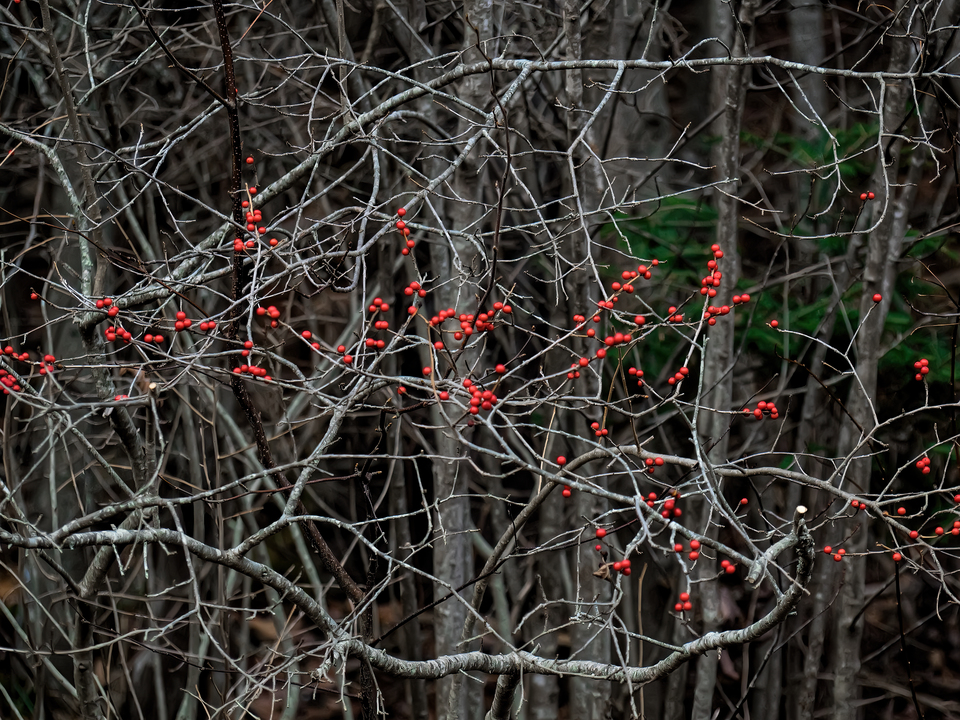 Red Berries In Autumn