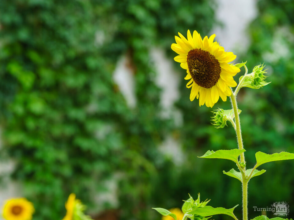 Urban Sunflower Garden