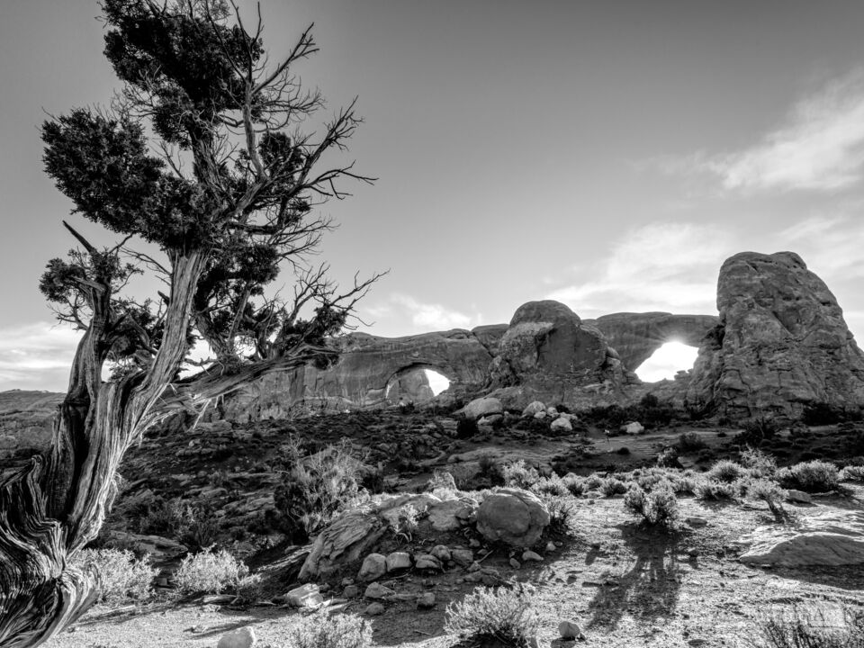 Morning At The Window Arches Grayscale