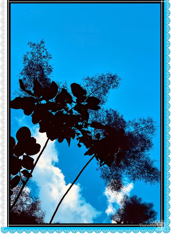 Smoketree Silhouette