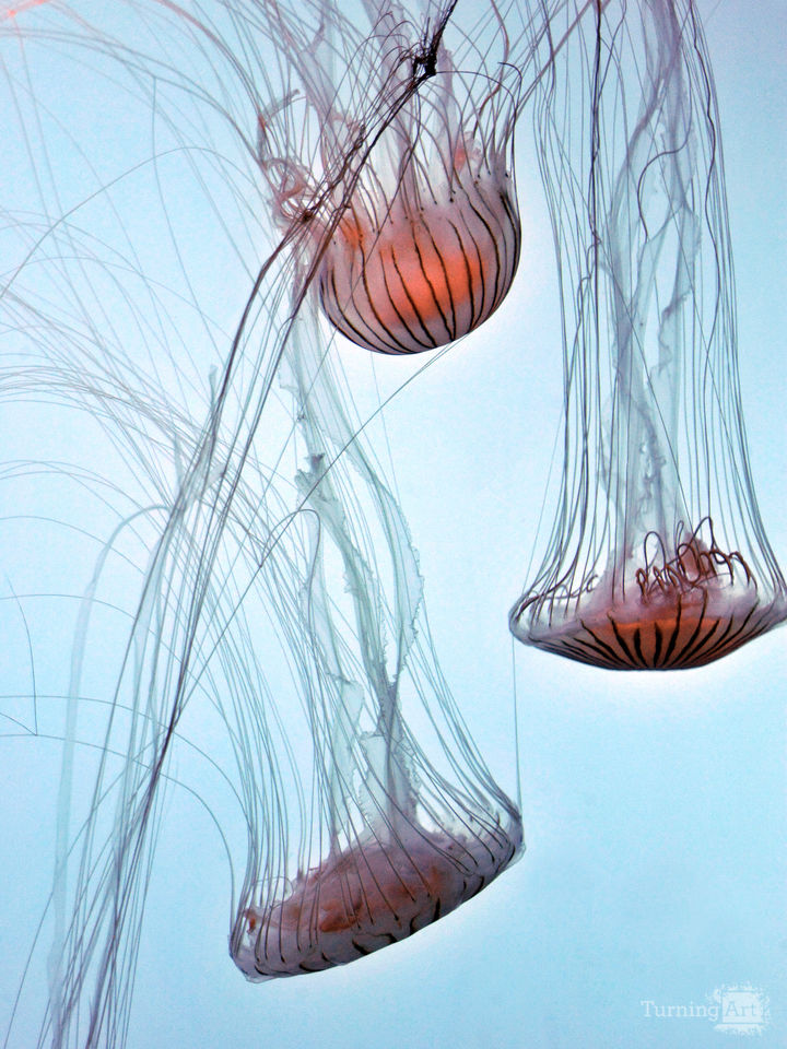 Jellyfish Dance 2