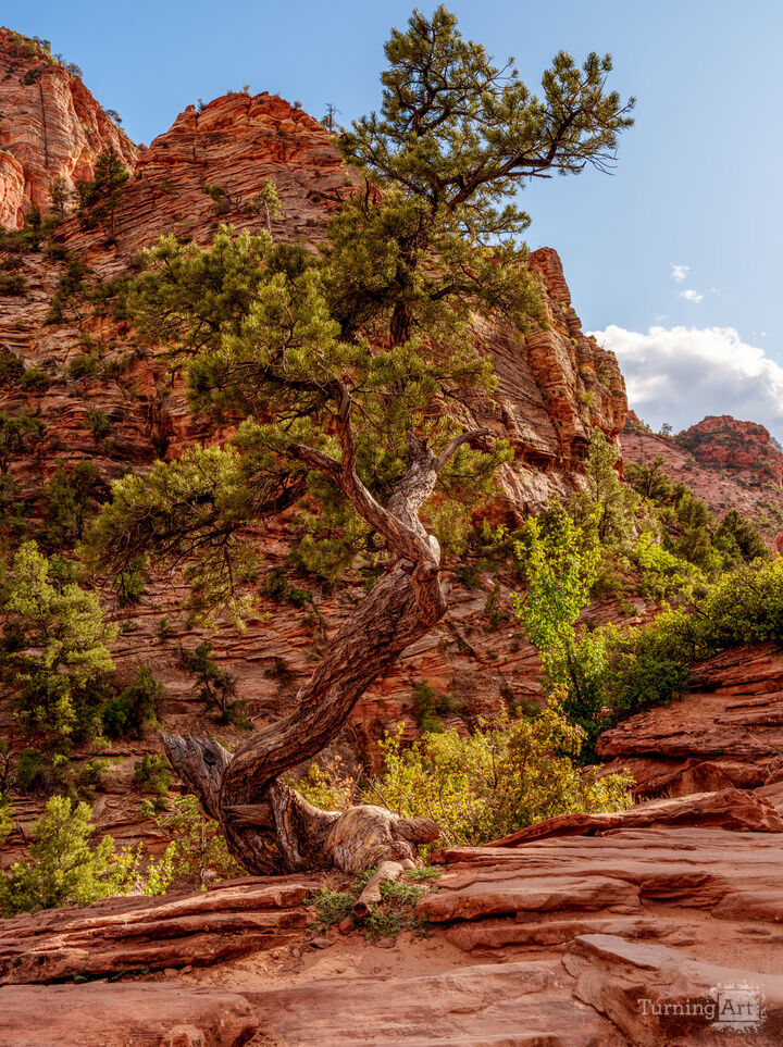 Twisted Juniper Zion Canyon Overlook