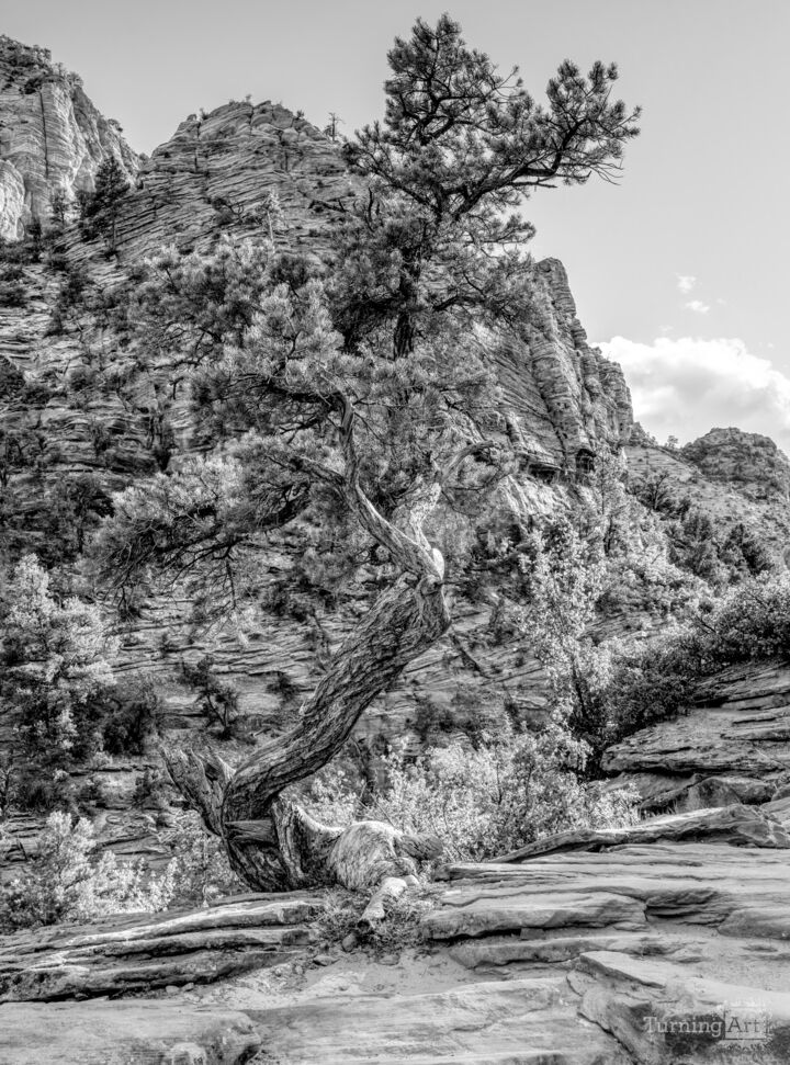 Twisted Juniper Zion Canyon Overlook Grayscale