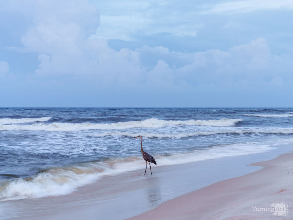 Blue Heron Fishing Orange Beach