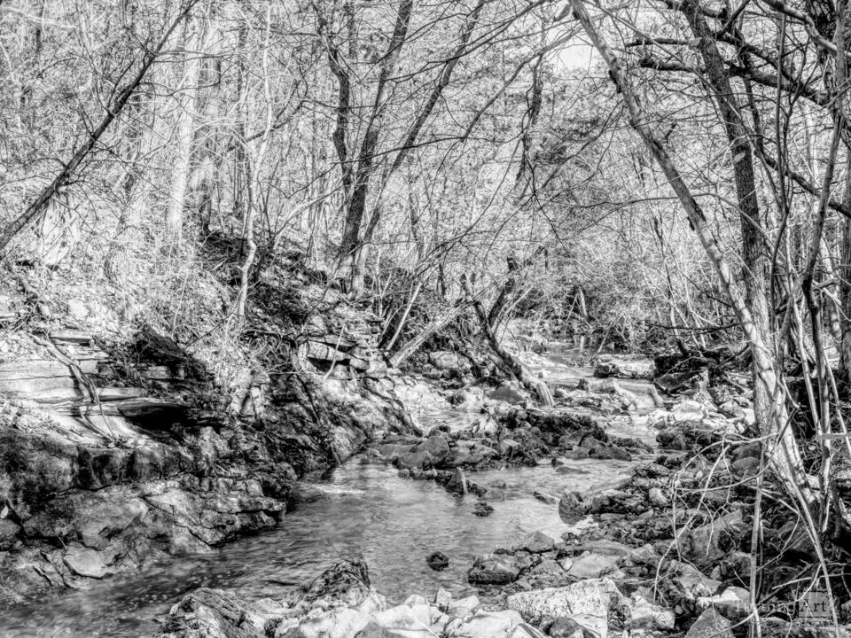 Hidden Creek In Ozarks Forest Grayscale
