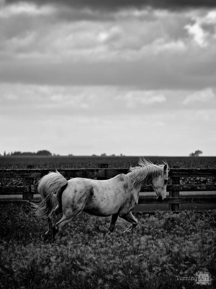Horse 1