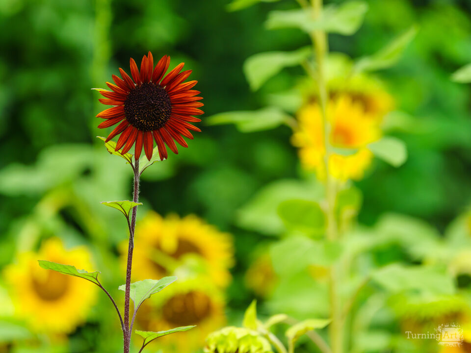 Beautiful And Different