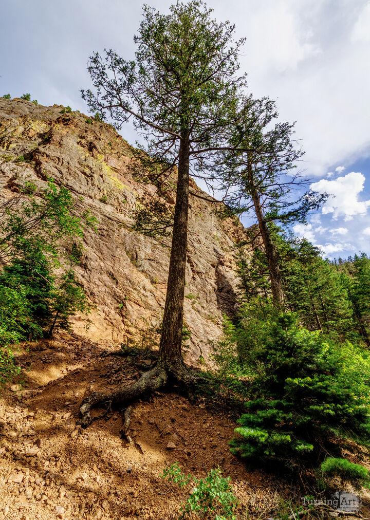 Pine Tree in North Cheyenne Canyon