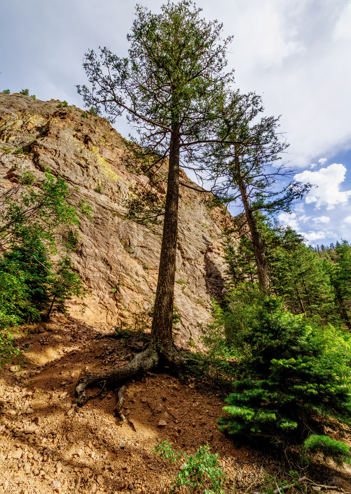 Pine Tree in North Cheyenne Canyon