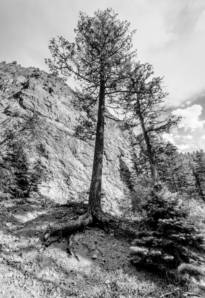 Pine Tree in North Cheyenne Canyon Grayscale