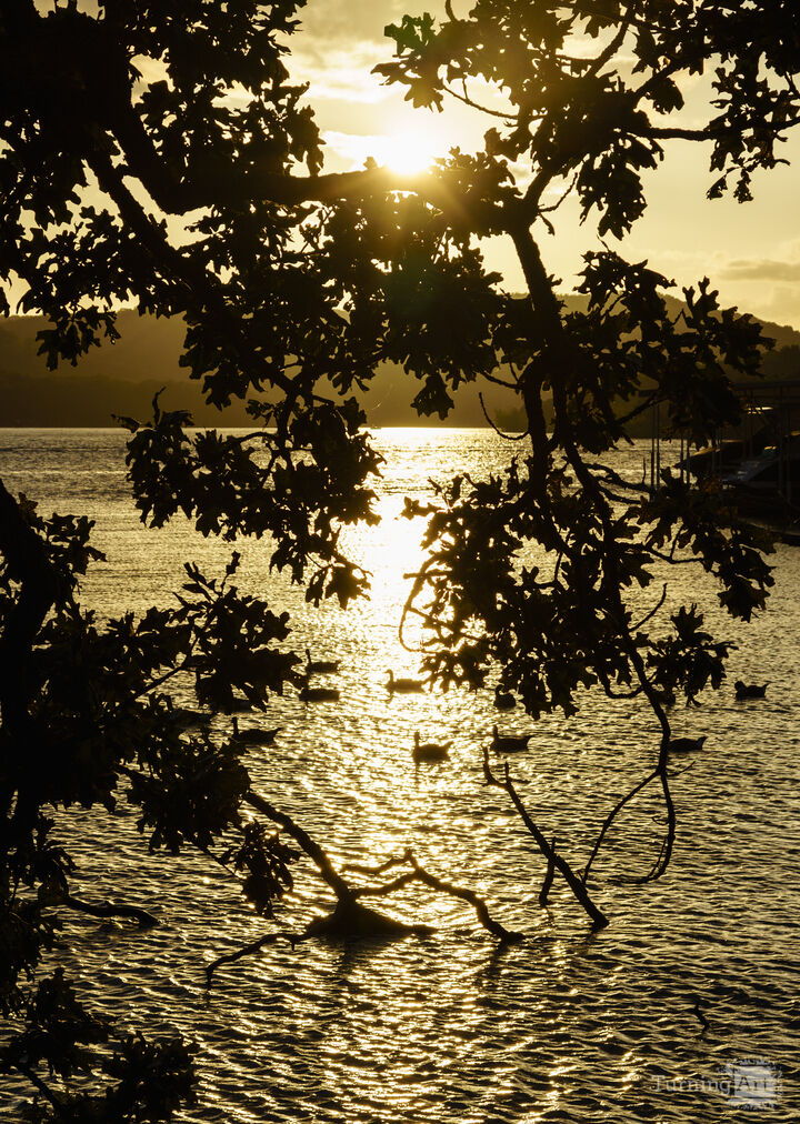 Canada Geese And Branches Sunset