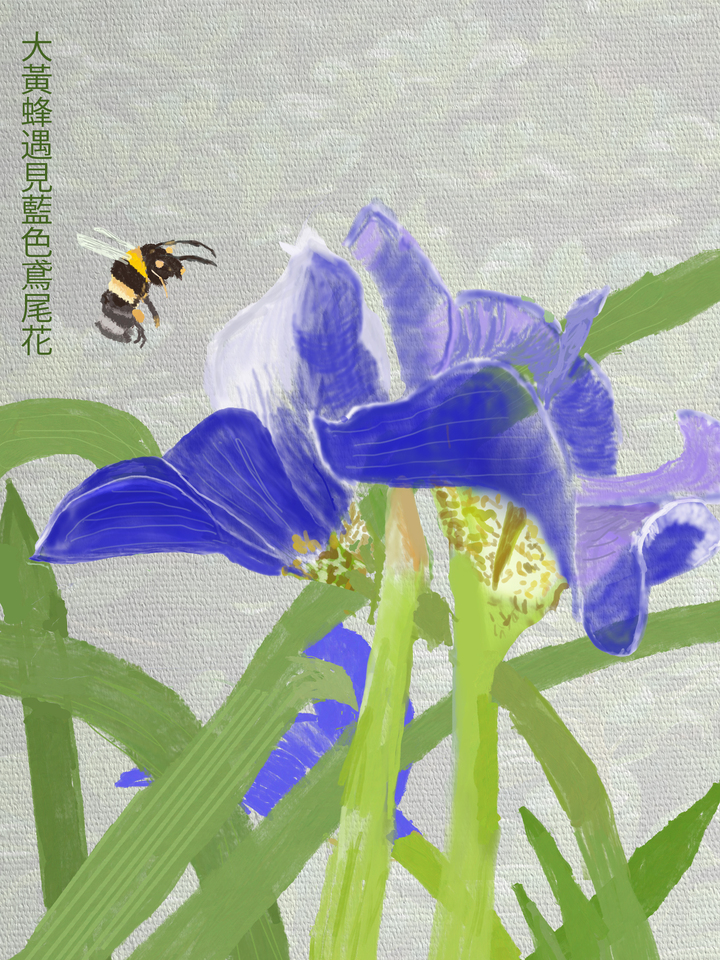 Blue Iris with Hanzi Script