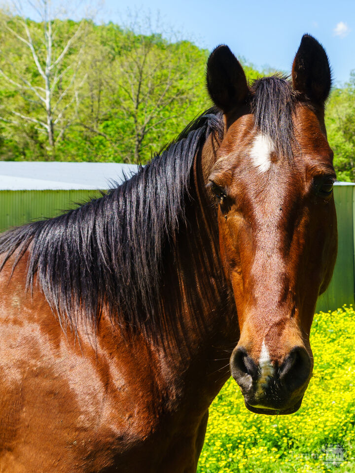 Curious Dark Brown Horse
