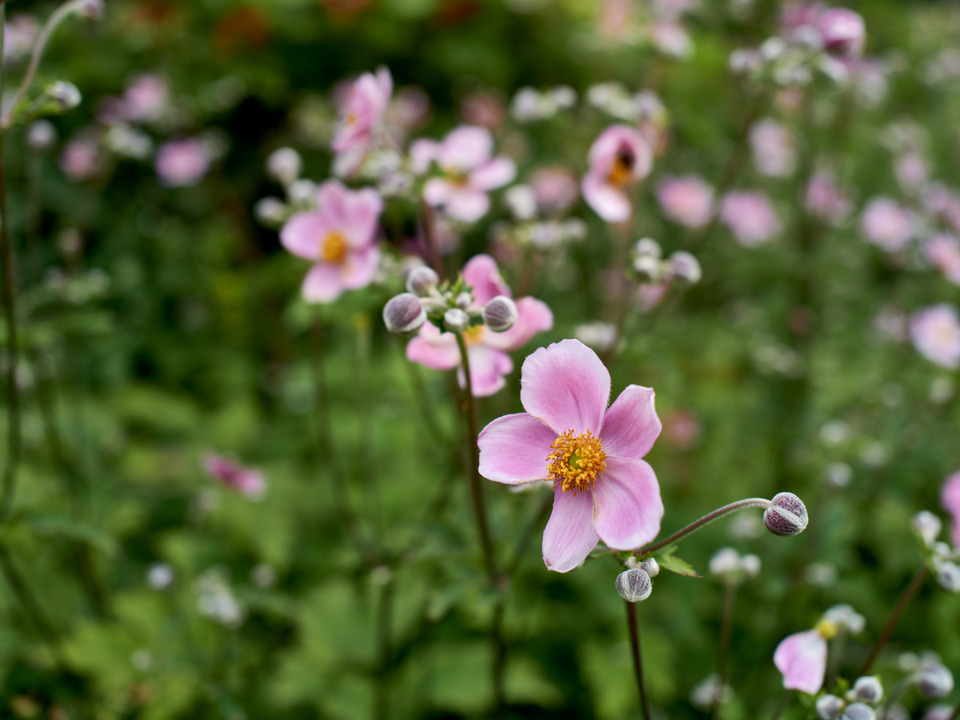 Pink Lavender Flowers