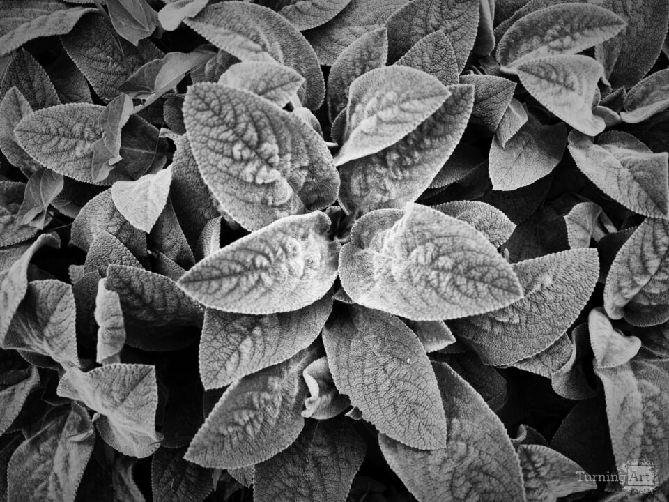 Abstract Black & White