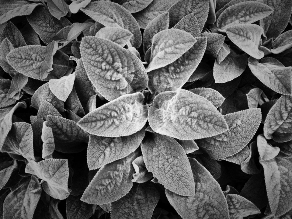 Abstract Black & White