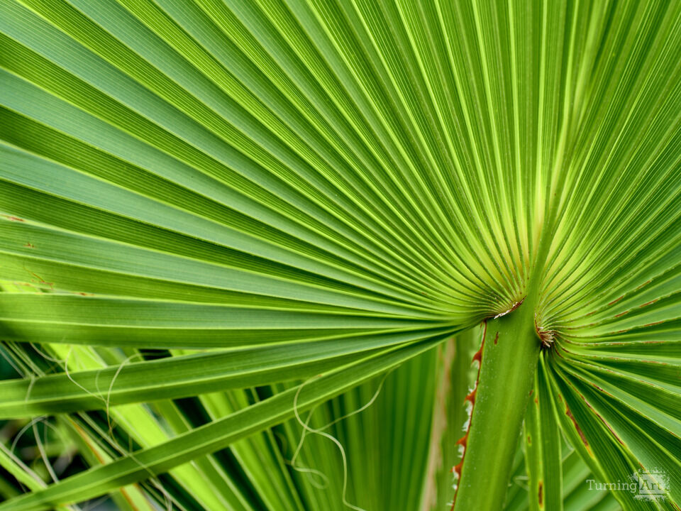 Green Palm Abstract